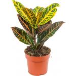 Croton petra XS kamerplant